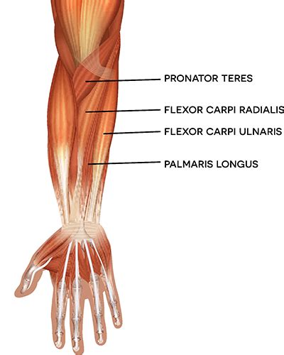 Arm Muscles: Anatomy, Function, and How to Build Them | Health Daily Report