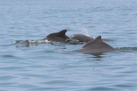 Atlantic humpback dolphin - Whale & Dolphin Conservation USA