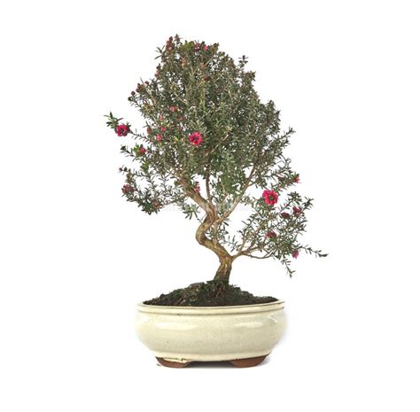 Leptospermum scoparium. Bonsai 10 Jahre. Leptospermum | Mistral Bonsai