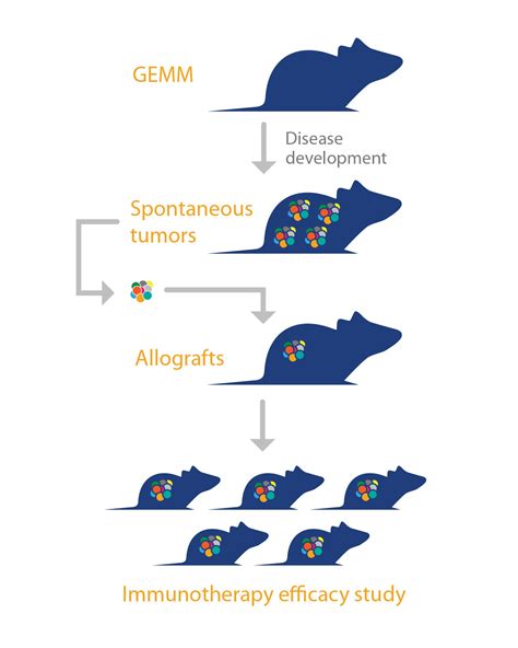 Mouse Allograft Models: A GEMM-Derived Efficacy Testing Platform