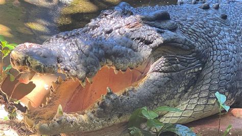 Queensland Crocodile Running Tour Cassius Largest Crocodile in World 5.48m/18ft 1,300 kg/2,870lb ...