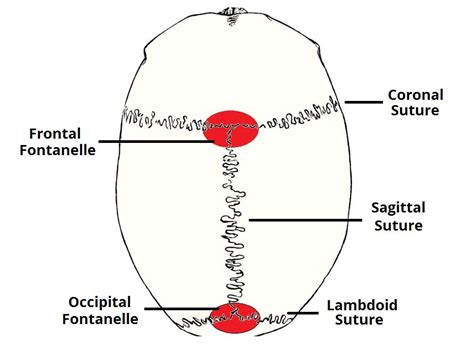 sutures of calvarium (With images) | Sutures, Diagram, Skull