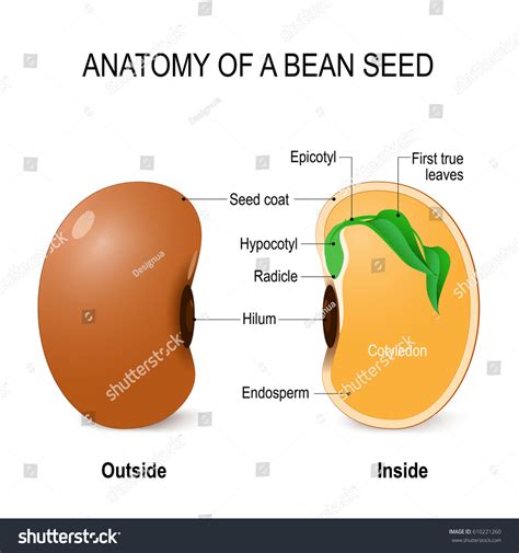 Anatomy Bean Seed Vector Diagram Outside Stock Vector (Royalty Free ...