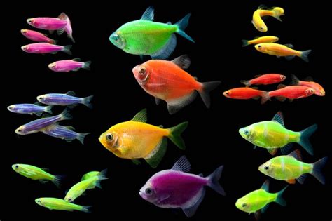 Do Neon Tetra Fish Glow In The Dark - Din Aquarium Fish