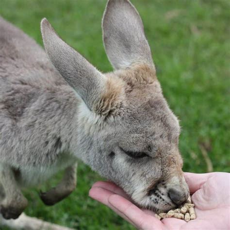 Phillip Island Wildlife Park - Animal Zoo Opening Hours & Ticket Prices