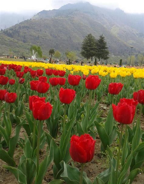 Tulip garden | Tulips garden, Incredible india, Tulips