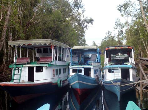 KLOTOK TOUR TANJUNG PUTING NATIONAL PARK | ORANGUTAN TOUR TANJUNG PUTING