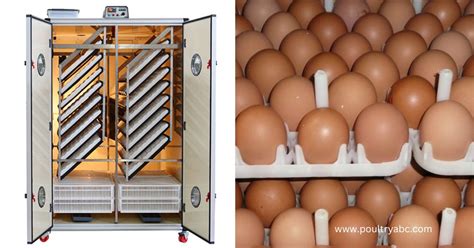 Top 20 Best Commercial Incubators for Chicken Eggs - Poultryabc.com