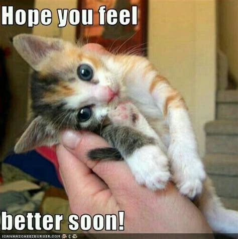 Hope you feel better soon! | Kittens cutest, Cute animals, Baby cats