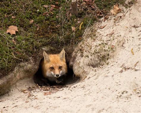 Fox Dens | All You Need To Know - All Things Foxes