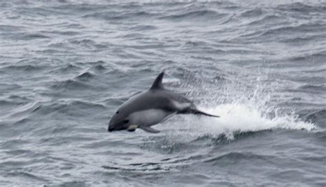 Chilean Dolphin – "OCEAN TREASURES" Memorial Library