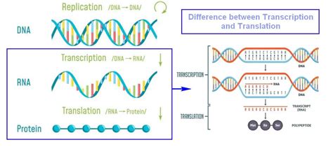 Difference between Transcription and Translation - Laboratoryinfo.com