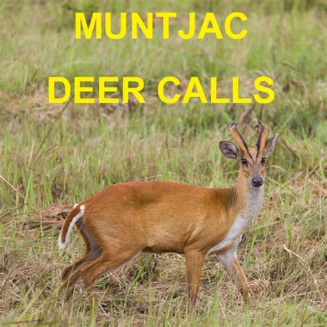 Muntjac Deer Calls Sounds for Big Game Hunting HD by GuideHunting L. L. C.