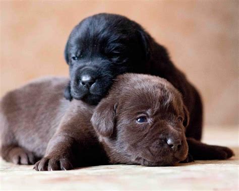 Pictures Of Black Lab Puppies