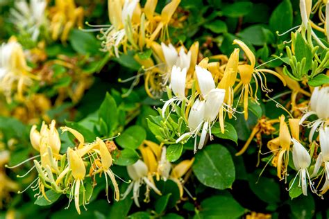 Japanese Honeysuckle Plant: Care and Growing Guide