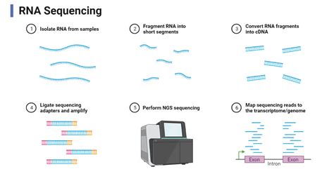 RNA Sequencing- Definition, Principle, Steps, Types, Uses