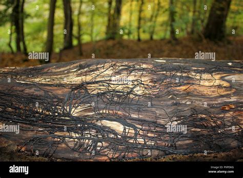 Embouts noirs comme du miel de rhizomorphes aplati champignon ...