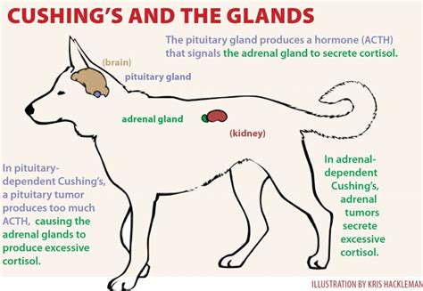 Diagnosing Cushing's Disease in Dogs - Whole Dog Journal