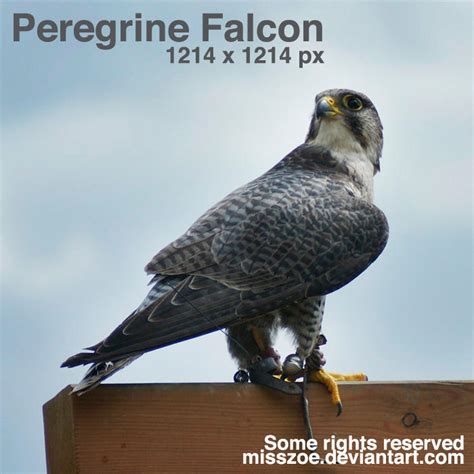 Peregrine Falcon 5 by misszoe on DeviantArt
