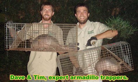 Armadillo Removal & Control