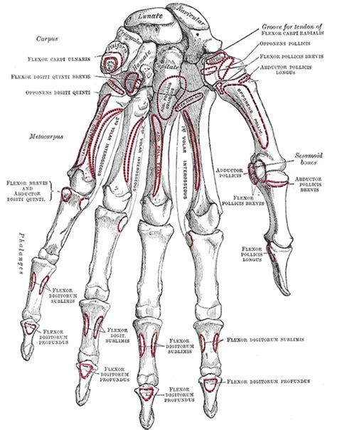 The Carpus - Human Anatomy