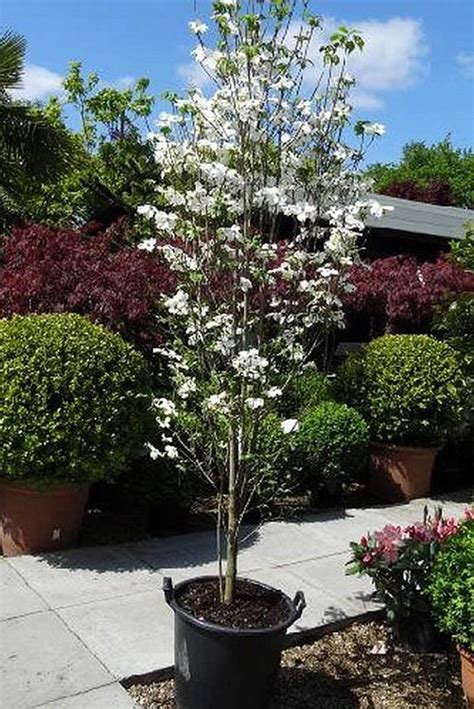 Dogwood Trees