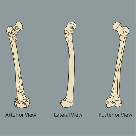 Thigh bone anatomy medical 1132883 Vector Art at Vecteezy