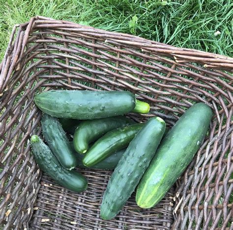 Dakota Gardener: Growing cucumbers on a trellis — Extension and Ag Research News