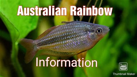 Australian Rainbow fish care - YouTube