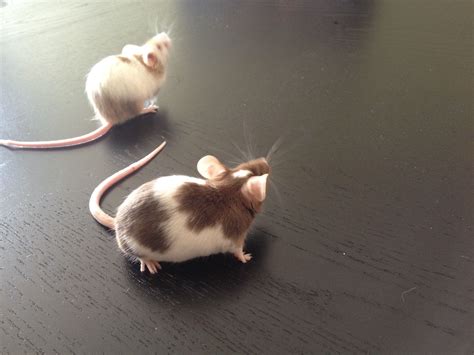 Do Pet Mice Need Company? - Pet Mice Blog.co.uk | Pet mice, Pet rats, Pets