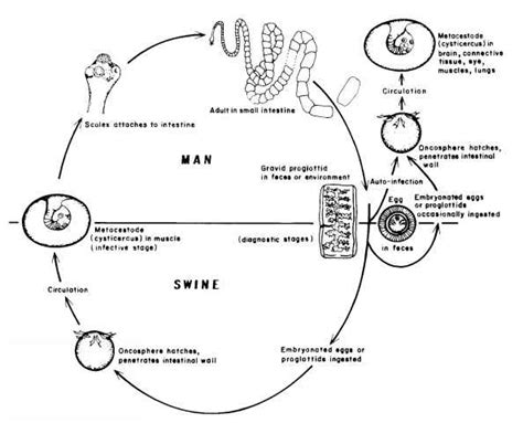 Taenia solium Pork Tapeworm Figure 236 - Parasitology