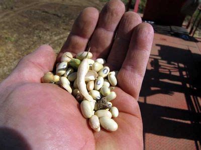 Harvesting Beans – Rancho Gordo