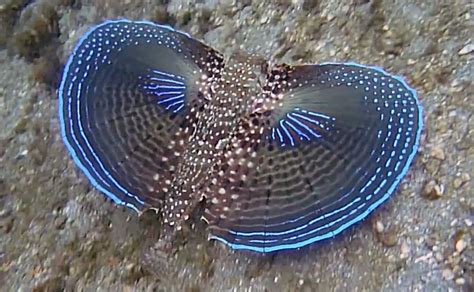 If you haven't met the flying gurnard, it's about to become your favourite 'winged' fish ...