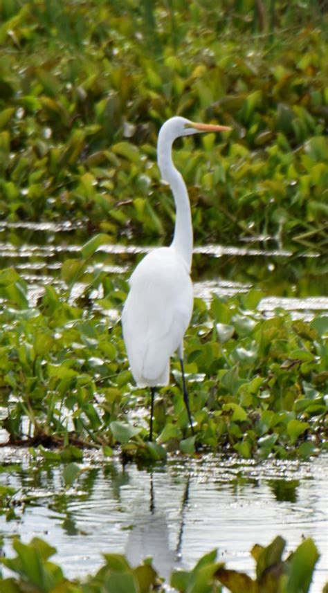 New Orleans Swamp Animals