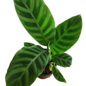 Calathea Zebrina - Unbeleafable