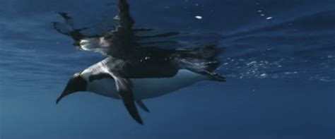 Movie Review — Hulu's "March of the Penguins 2: The Next Step ...