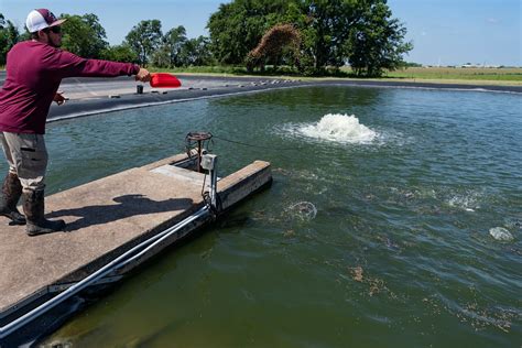 Pond Management Myths Webinar - Aquaculture, Fisheries, & Pond Management