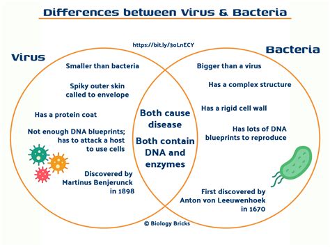 Bacteria vs Viruses, the fight off between bacteria and viruses ...