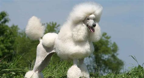 How Long Do Toy Poodles Usually Live - ToyWalls