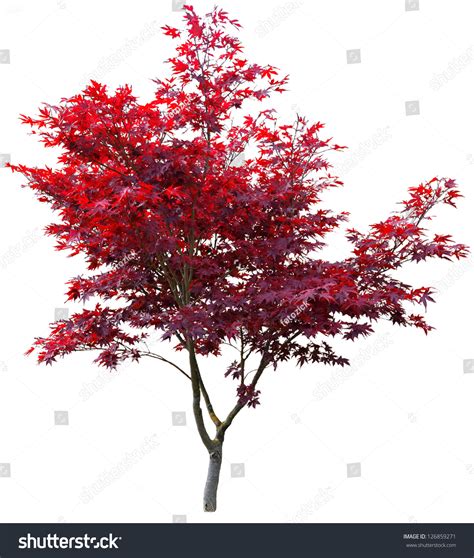 Japanese Maple Tree On White Stock Photo 126859271 : Shutterstock