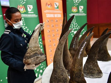 Stop the Illegal Wildlife Trade: Corrupt officers, diplomats and ...