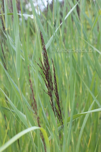 Phragmites australis, Common reed - Seeds - plants - dried herbs