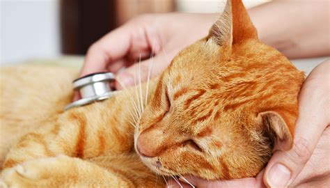 Cat flu: Symptoms, Treatment And Care - The Happy Cat Site