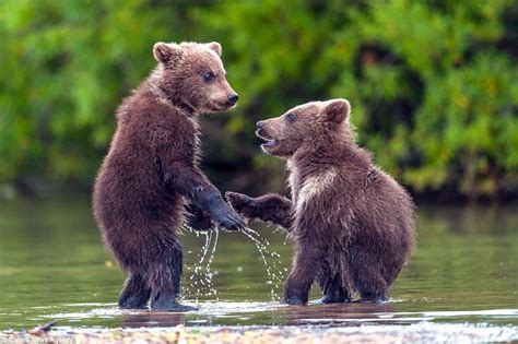 Bear cubs look like they're shaking on a deal as they play in the water ...