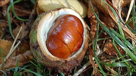 Action to save London park's threatened conker trees - BBC News