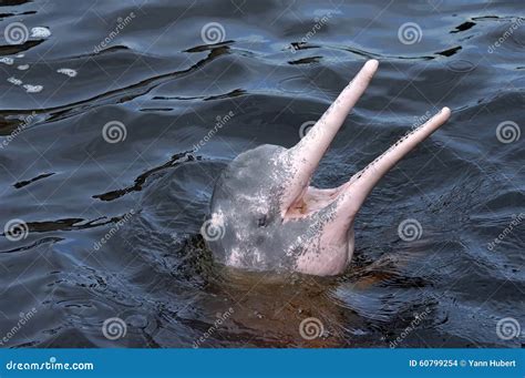 AMAZONIAN DOLPHIN (boto) stock photo. Image of amazonian - 60799254