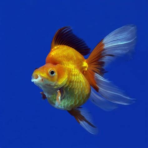 9 Types of Goldfish You Never Knew You Needed