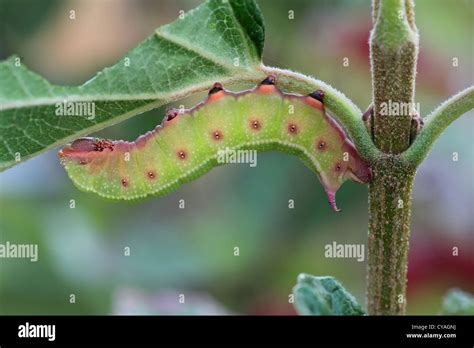 Clearwing moth caterpillar Stock Photo - Alamy