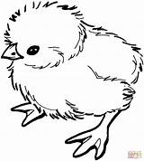 Baby Chick coloring Page  Free Printable Coloring Pages sketch template