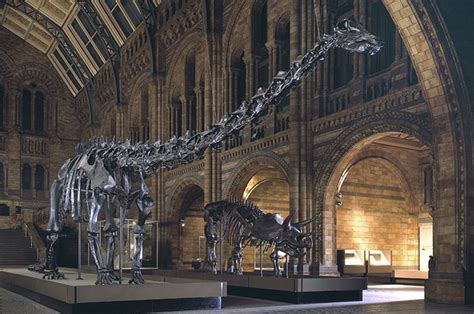 Diplodocus #NHM | Dippy and Triceratops in Hintze Hall | History museum, Natural history, London ...